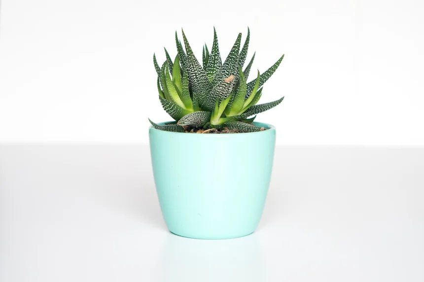 Pot