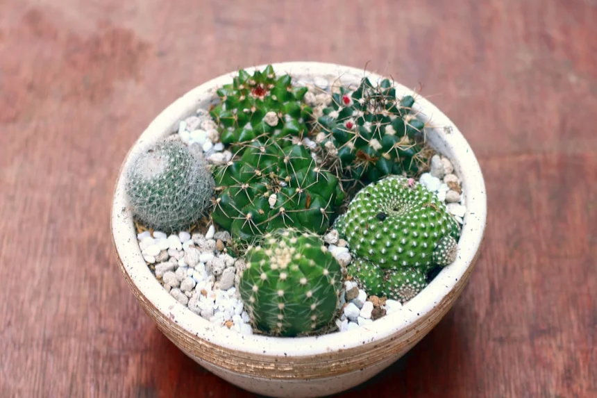 Pot