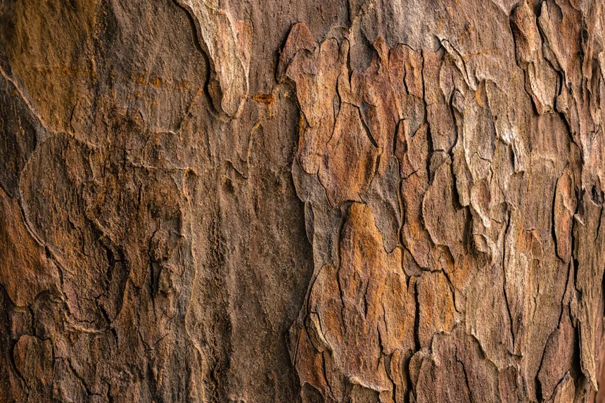 Texture